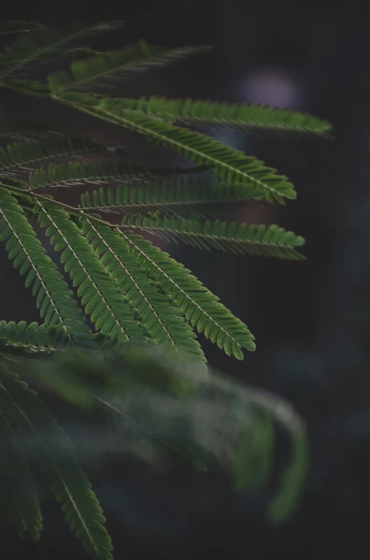 the green leaves of a tree with a blurry background