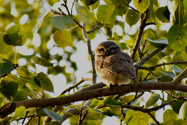 a bird is perched in the tree nches