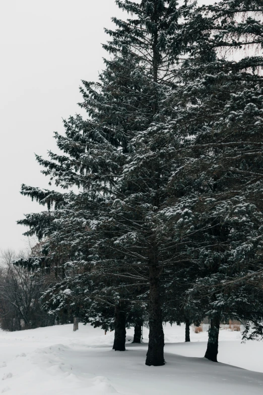 an area that is snow covered with snow and some trees