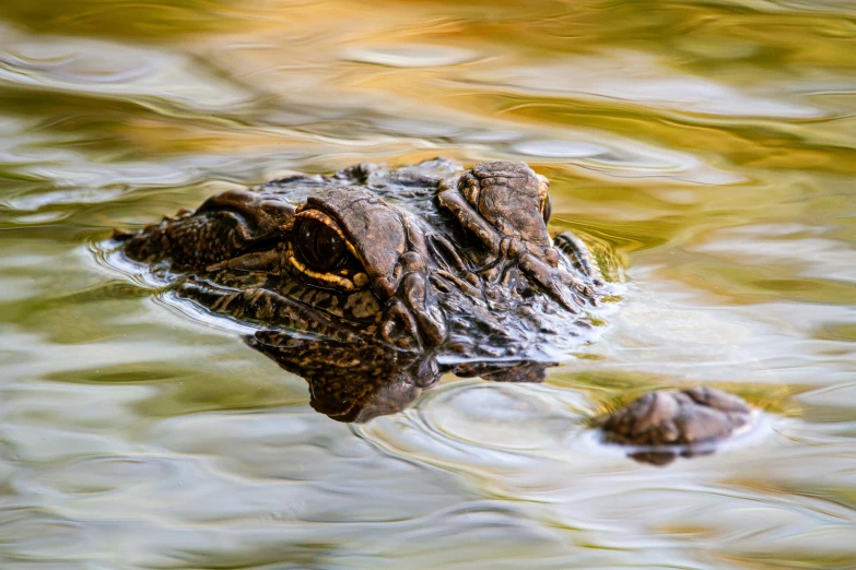 a large turtle is swimming on top of the water