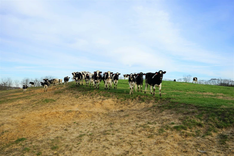 the herd of cows are on the hill looking towards the camera