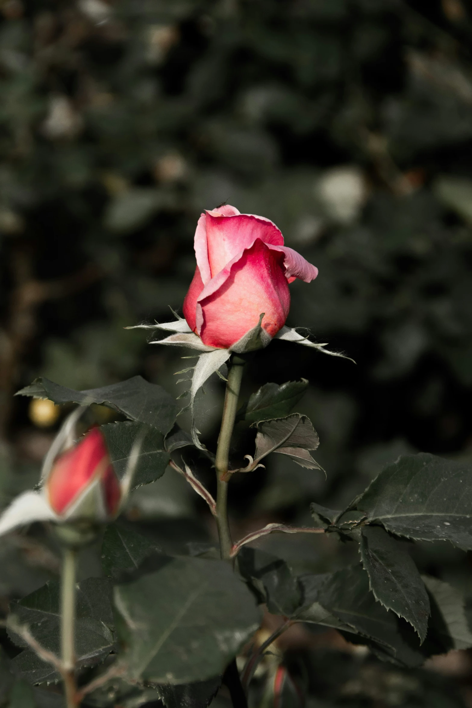 a close - up of a rose on a bush with leaves