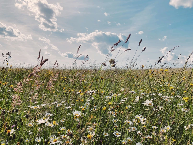 a field full of flowers with a sky background