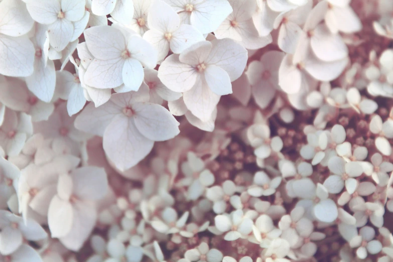 some white flowers growing together on the ground