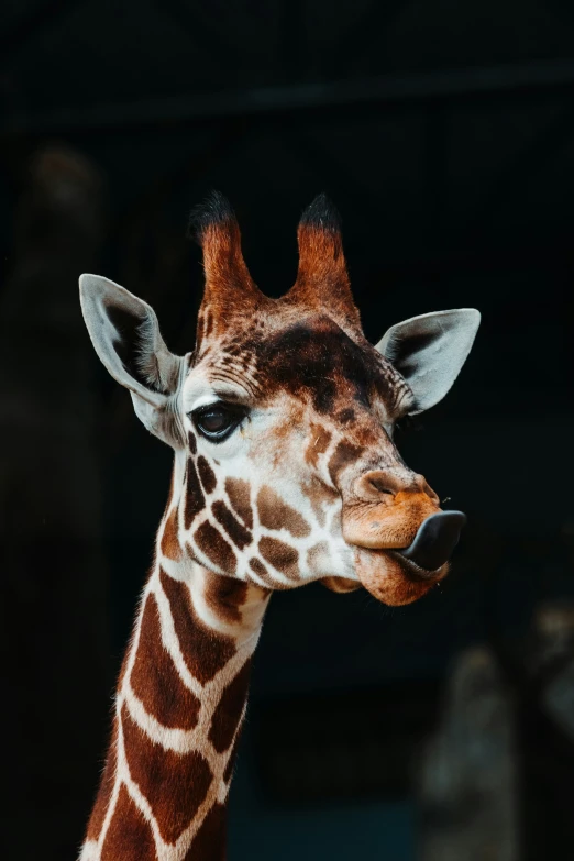 closeup pograph of the neck and head of a giraffe