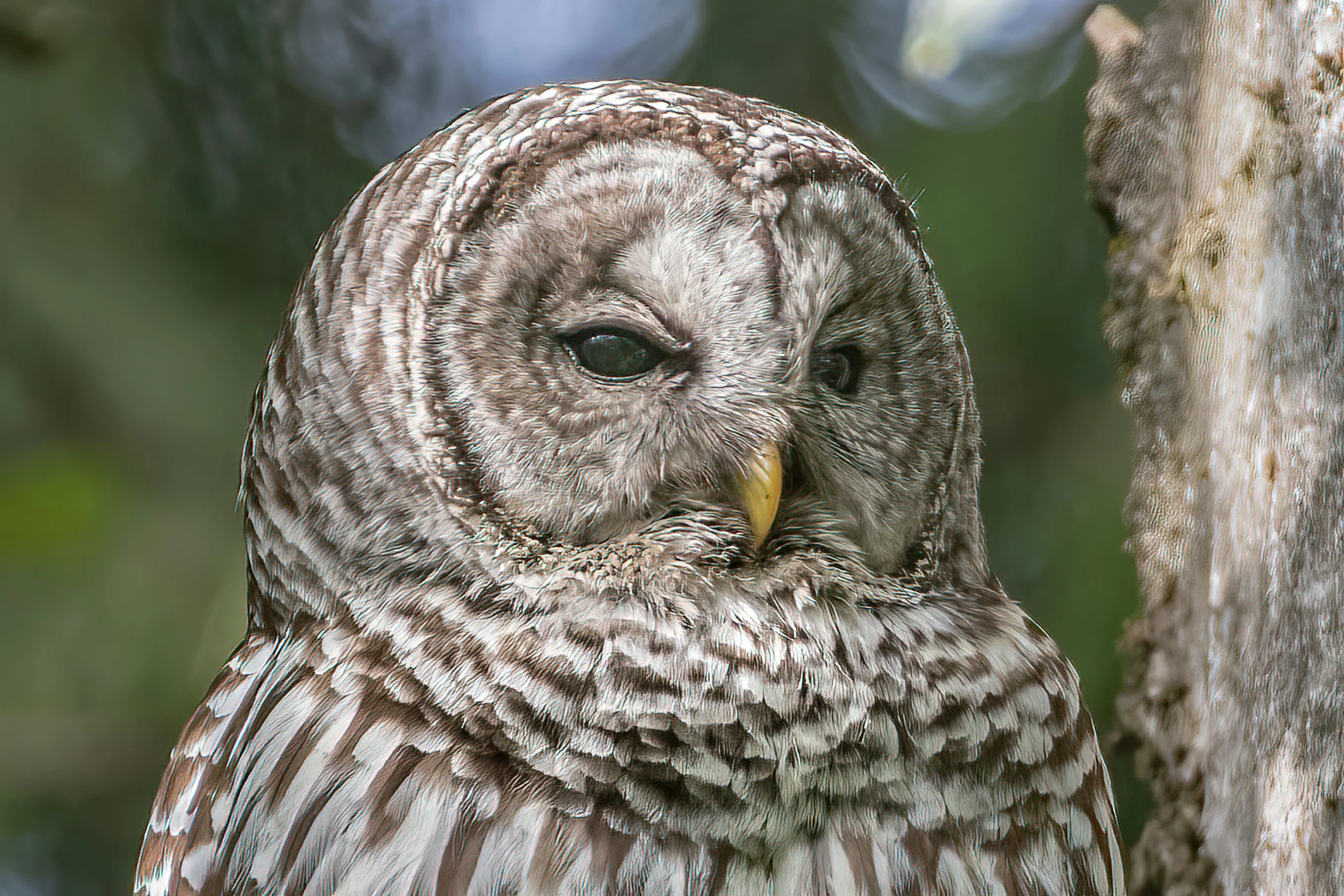 an owl with black spots sits in a tree