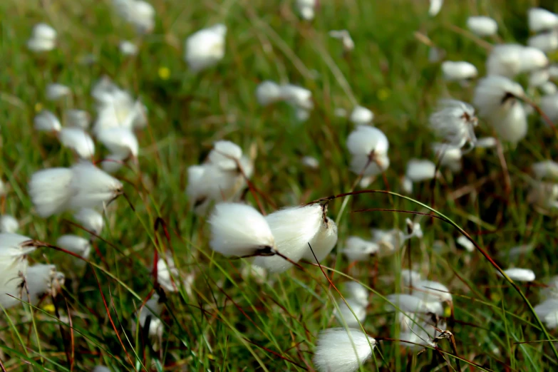 some cotton stems growing in the grass
