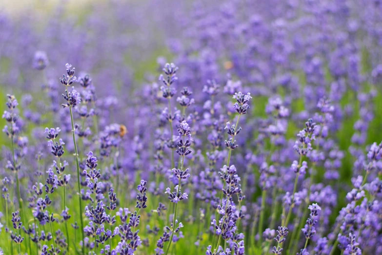 lavender flowers grow in the grass, on the side of a road