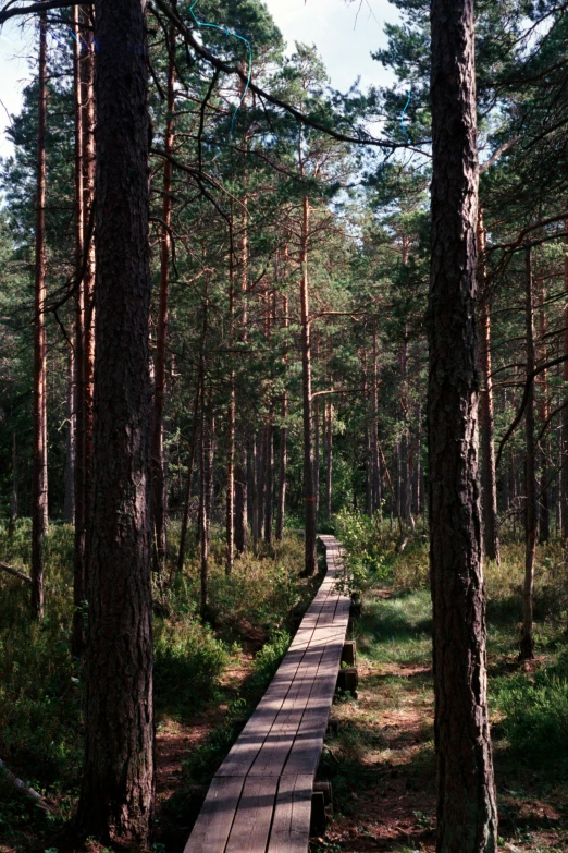 a wooden walkway between two trees in a park