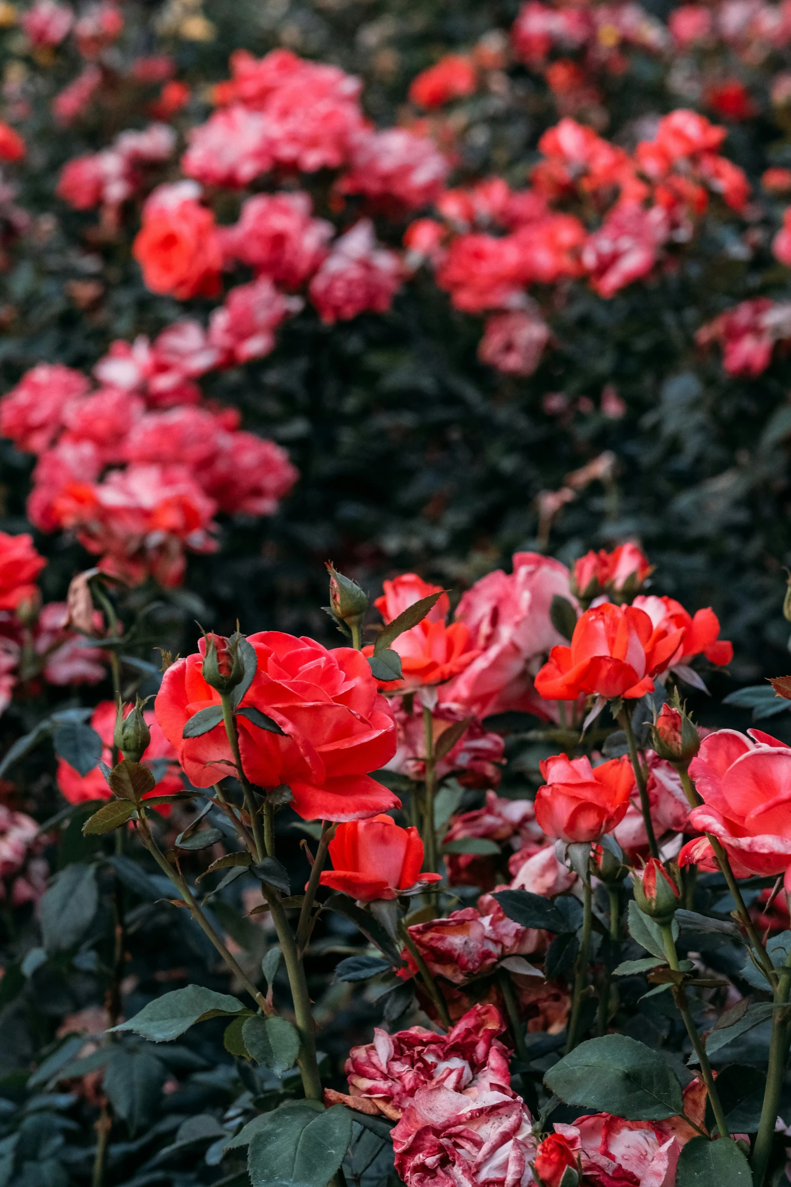 a po of red and white flowers in the middle