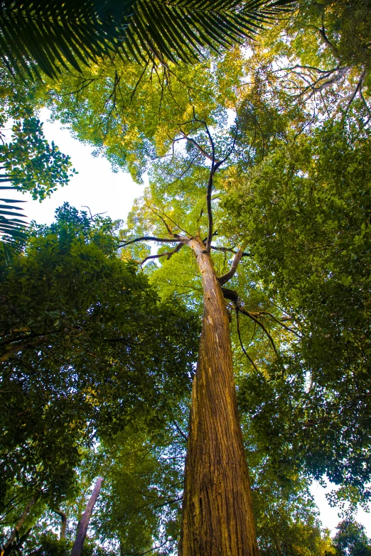 the bottom view from ground up looking up at a tree