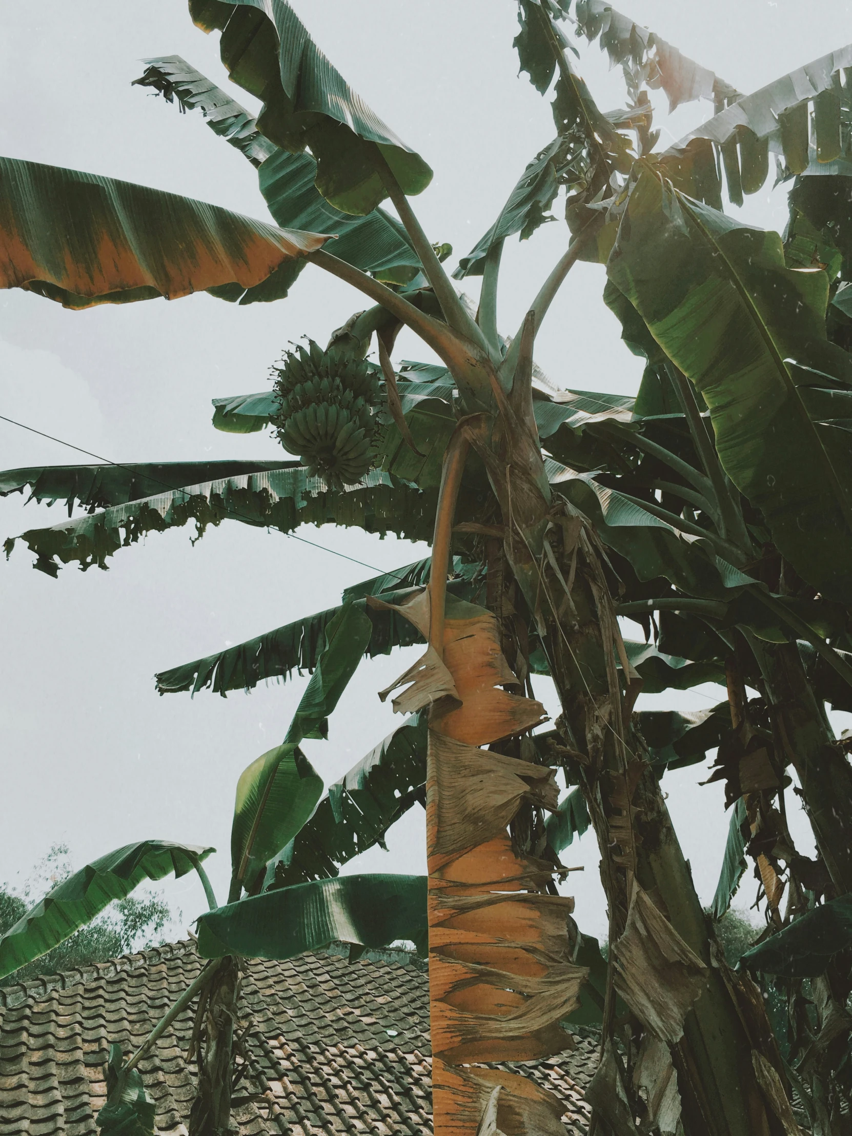 the back side of a banana tree with bananas on it