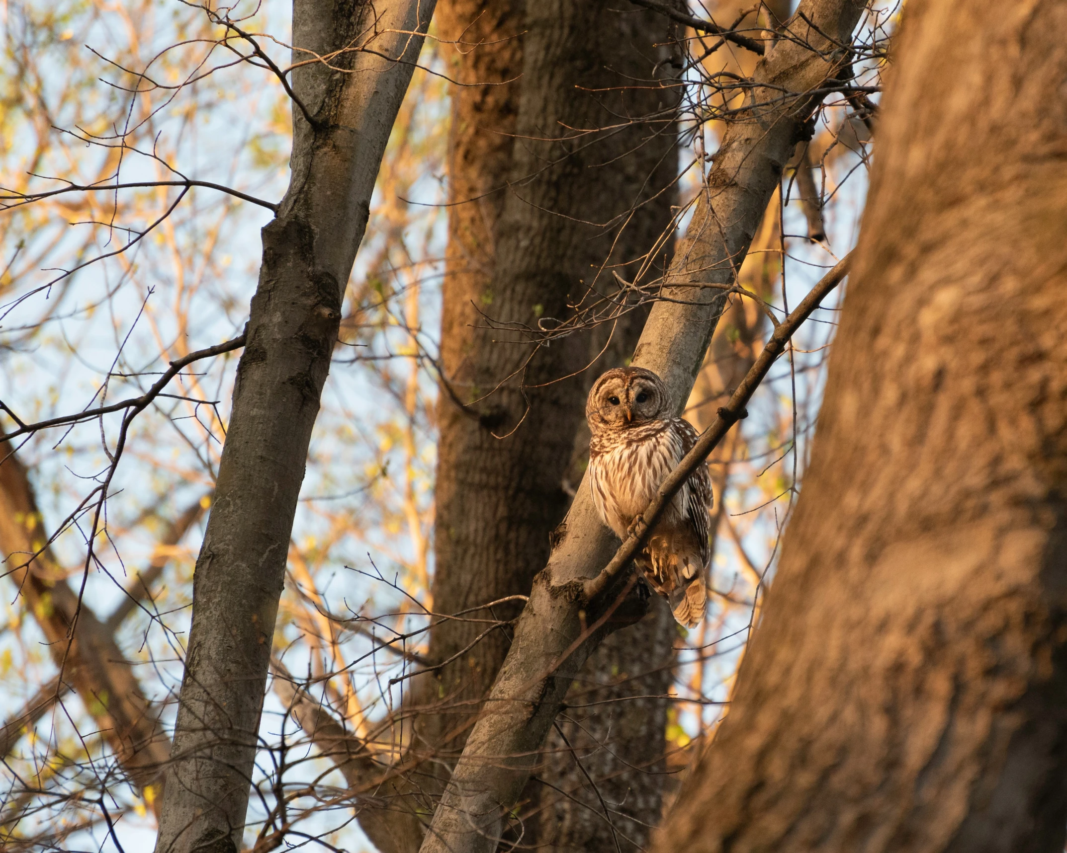 an owl is standing in the thickest nches of the tree