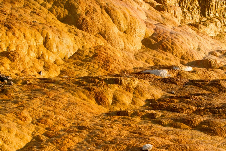 several sheep stand in the sand near a rocky cliff