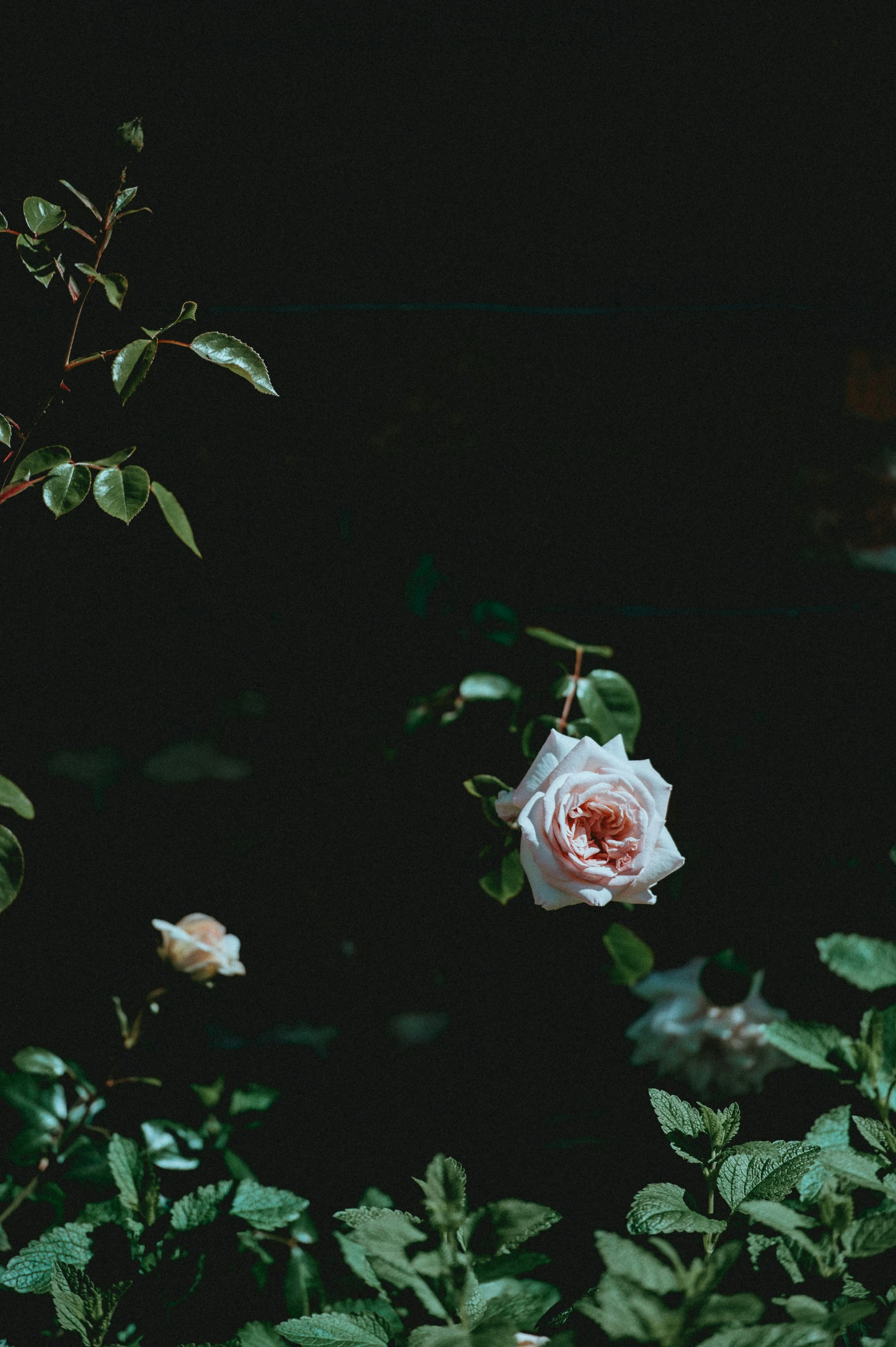 a rose that is standing out among some leaves