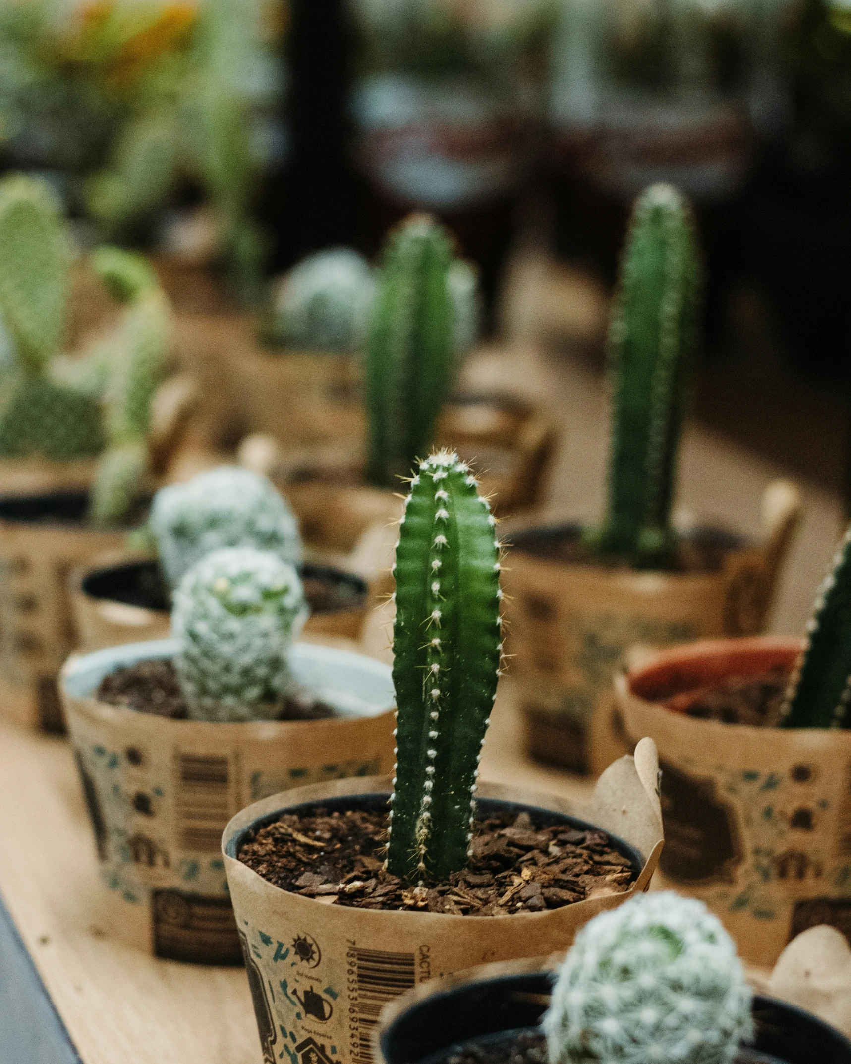 various types of cactus plants sit on a wooden table