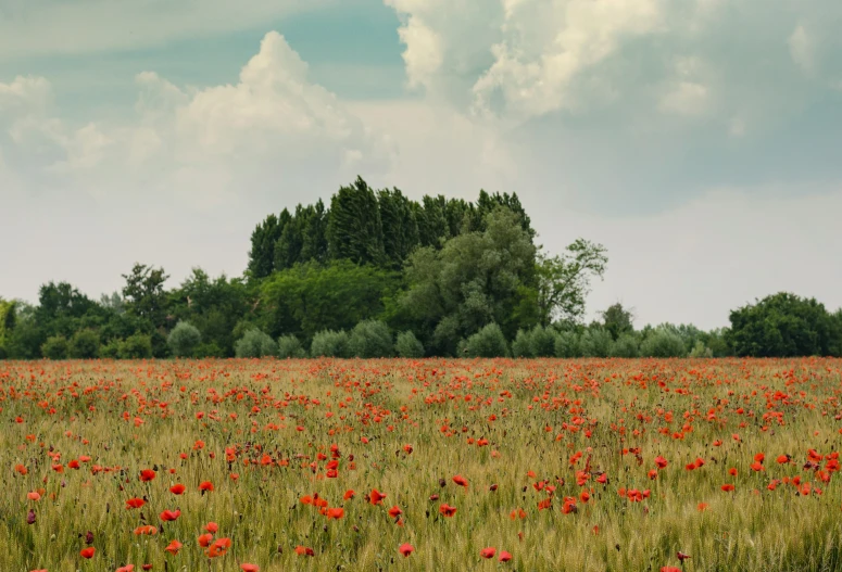 a field with lots of red flowers and trees