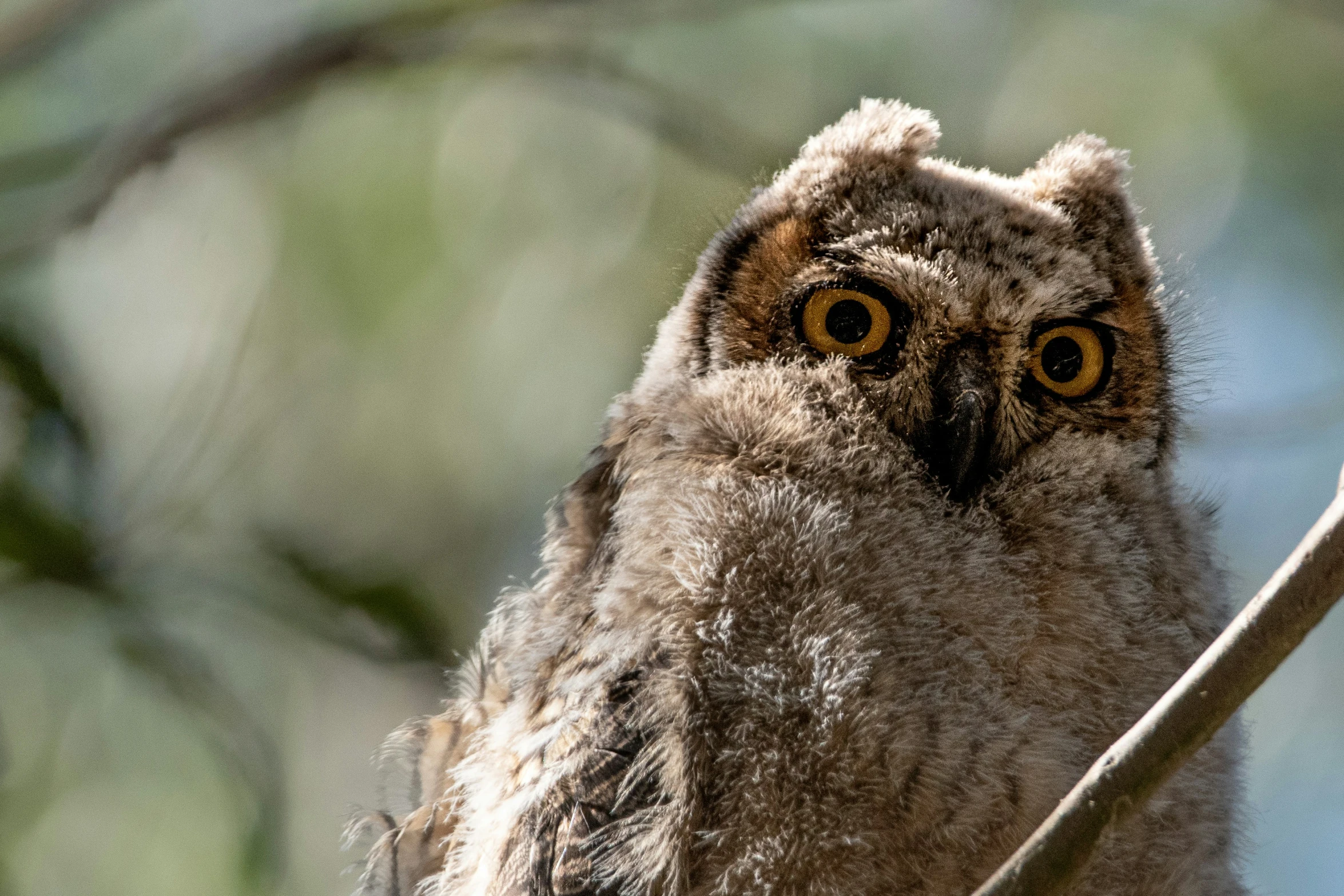 an owl is perched up on a nch