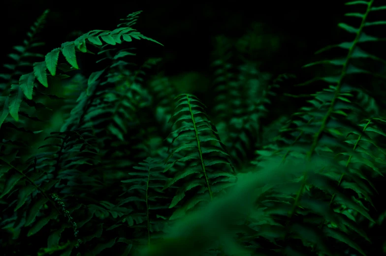 a leafy fern bush at night with green light on it