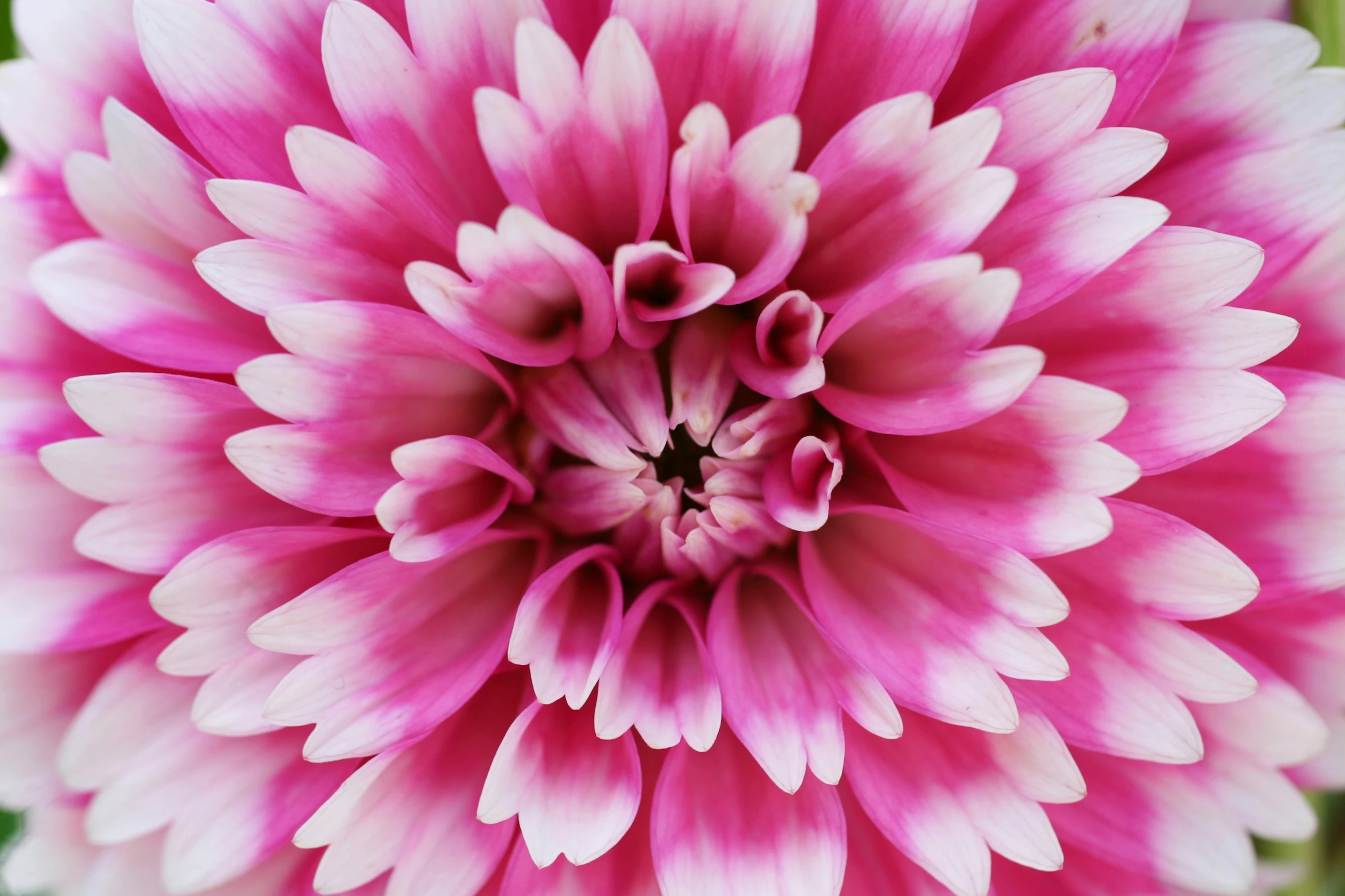 a pink and white flower is in the center of a pograph