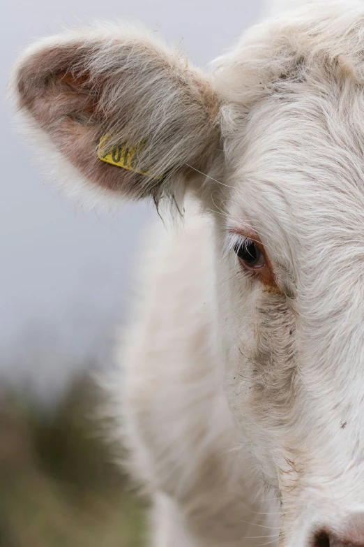 a cow with a yellow tag near its ear