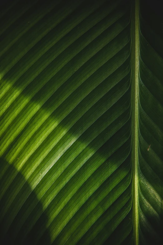 the shadow of a leaf on a large leaf