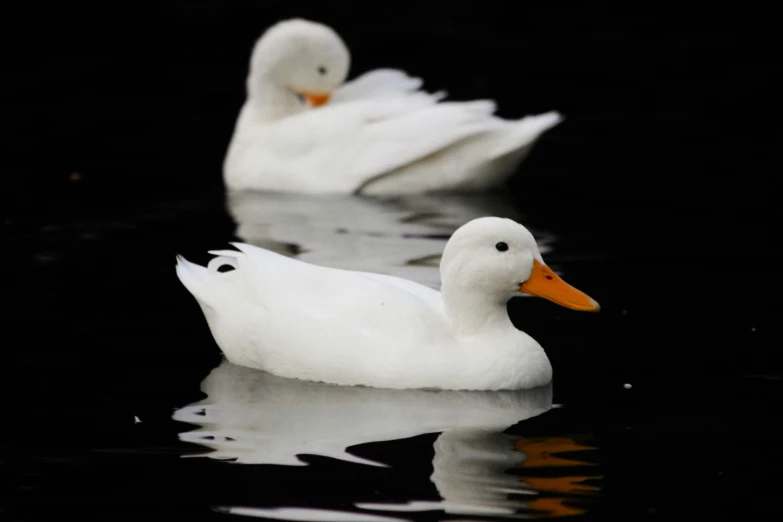a close up of two ducks in the water
