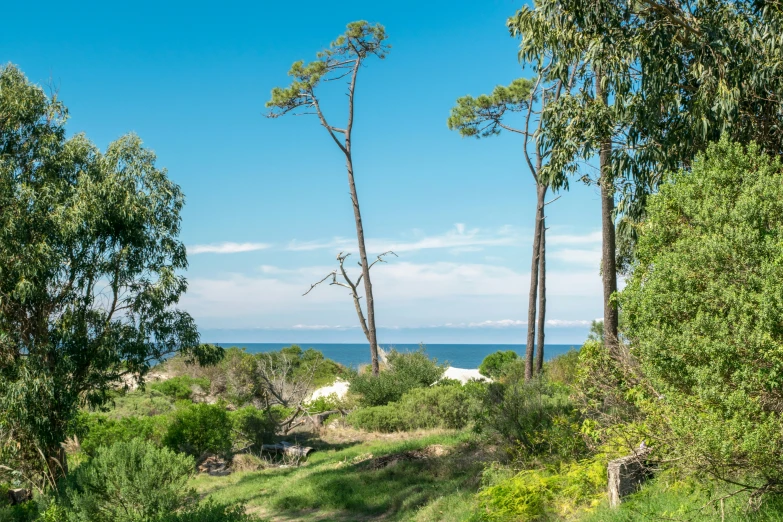 a pathway near the ocean with a bench on one side