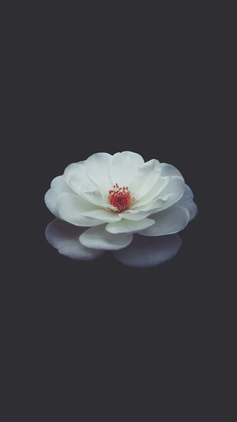 a flower is floating on the water