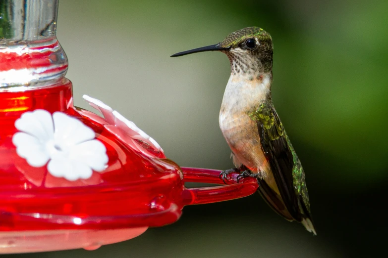 a hummingbird sitting on a hummingbird feeder looking at the nectar