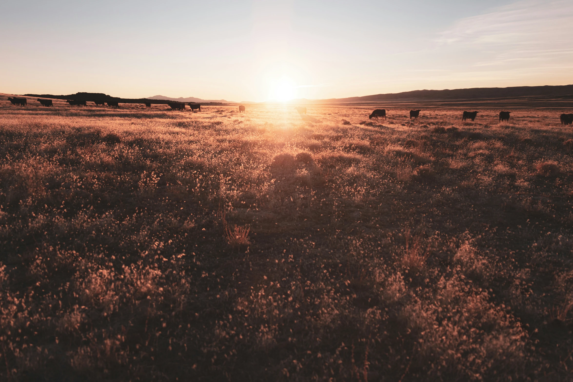 a sun setting behind a group of cattle grazing on the grassland