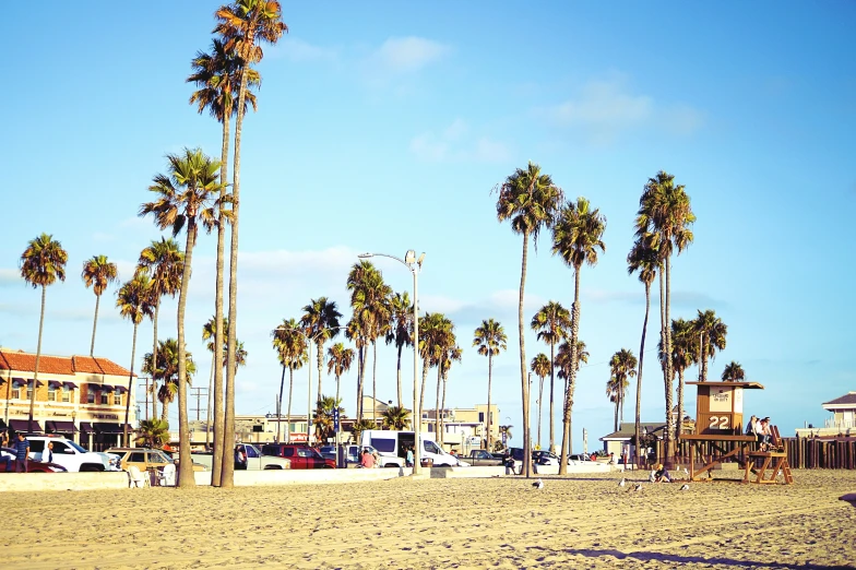 a sandy beach with lots of palm trees