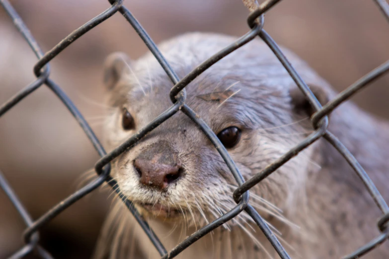 an otter looking through the fence to get inside