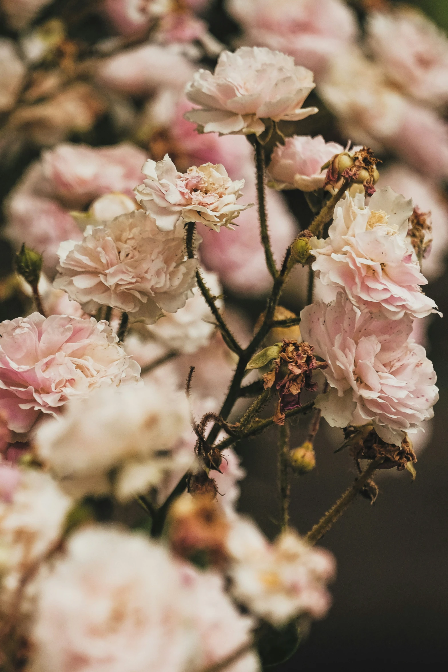 pink flowers growing out of a brown bucket