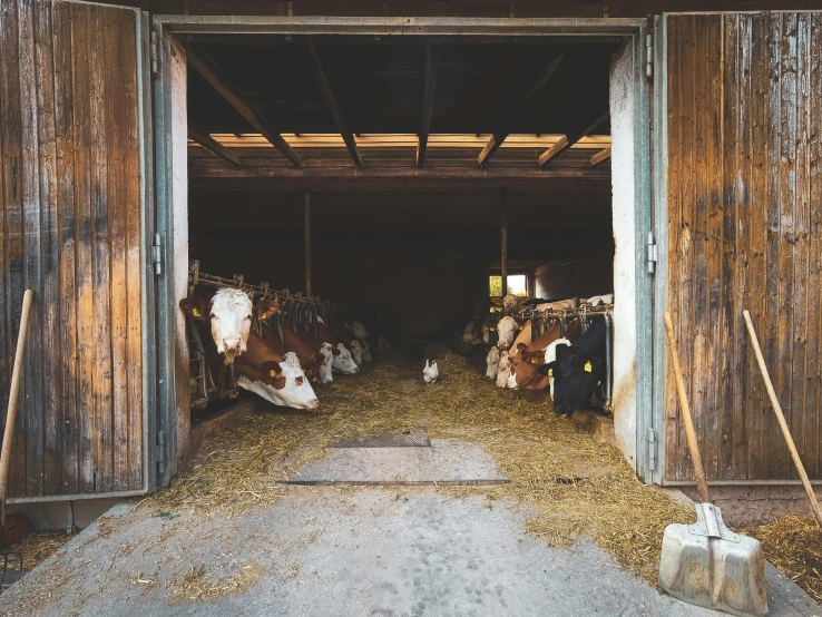 cows are in the barn eating from the bin