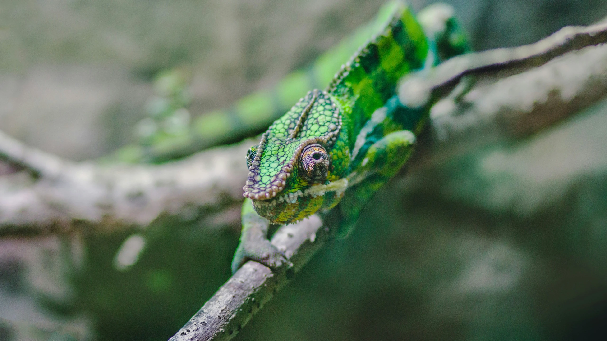 an animal sitting on a nch with a blurry background