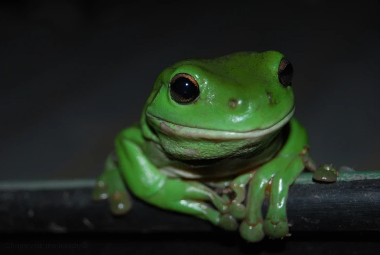 a bright green frog sitting on top of a black pole