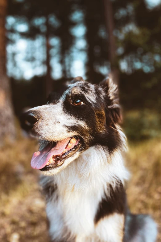 an adult border collie in the woods smiles