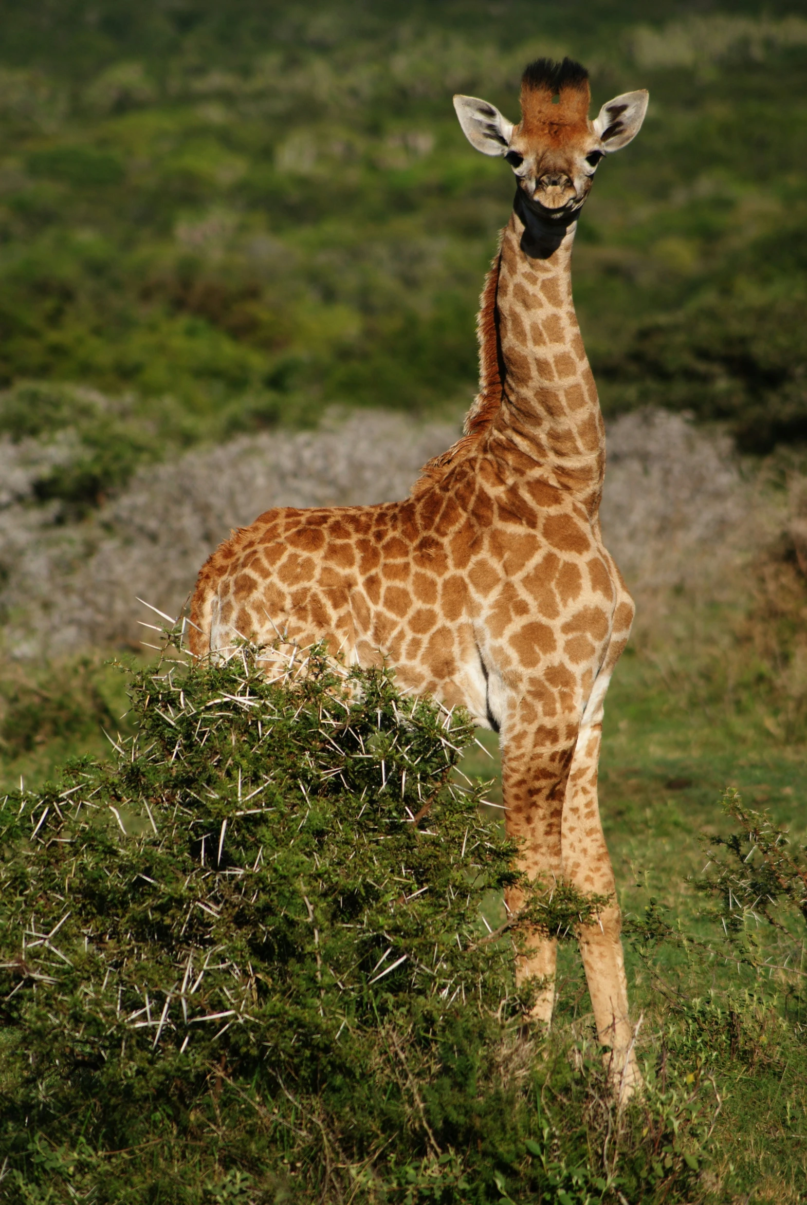 the giraffe is standing still in the grass