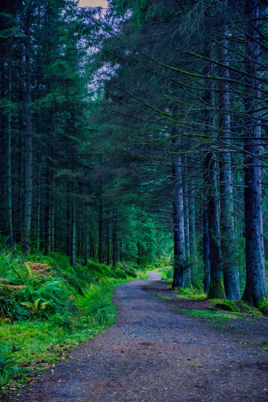 a forest path is shown on a cloudy day