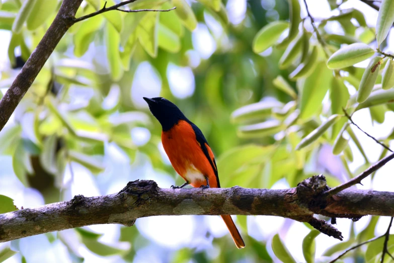 a bird with an orange and black tail sitting on a nch