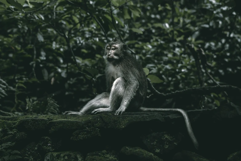 a monkey sitting on a nch in the forest