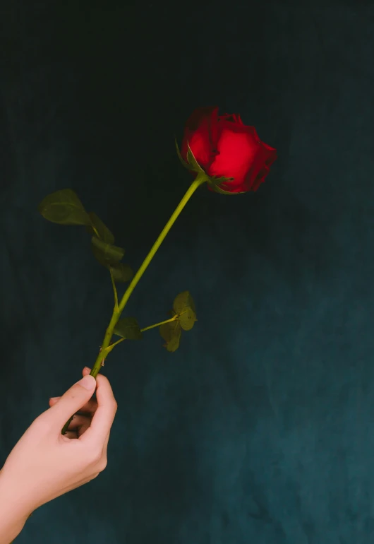 there is a woman holding out a single rose