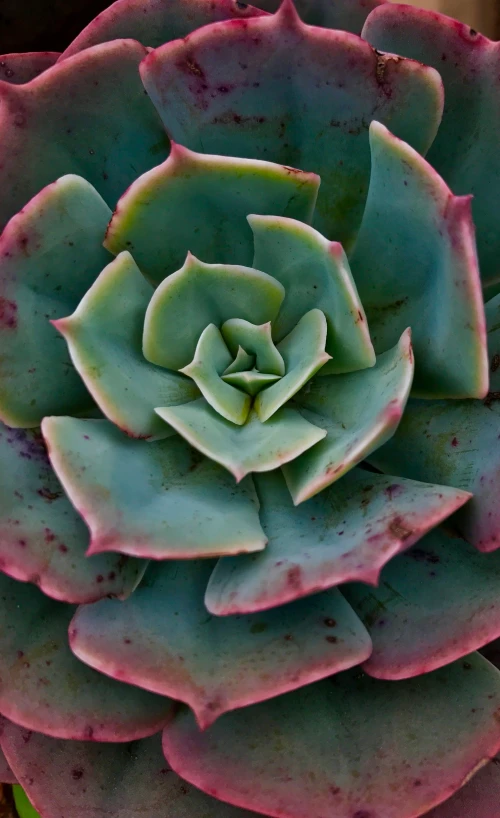 this is a close up po of the top of a succulent