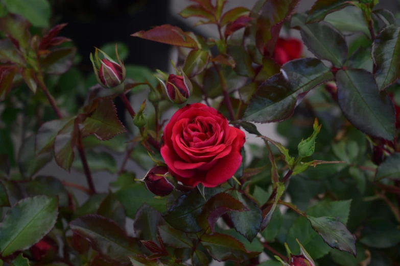 a red rose flower with green leaves