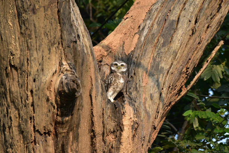 a owl with white and brown spots is perched in a tree