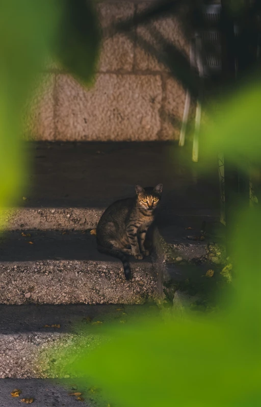 the cat is sitting on the steps and looking