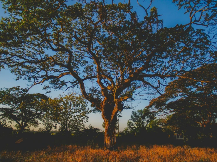 a tree with tall nches in a field