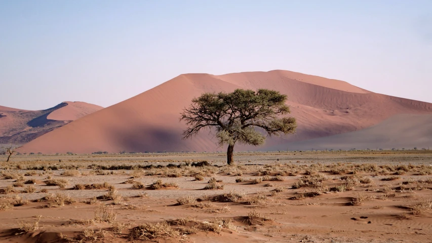 a lone tree in the middle of a desert