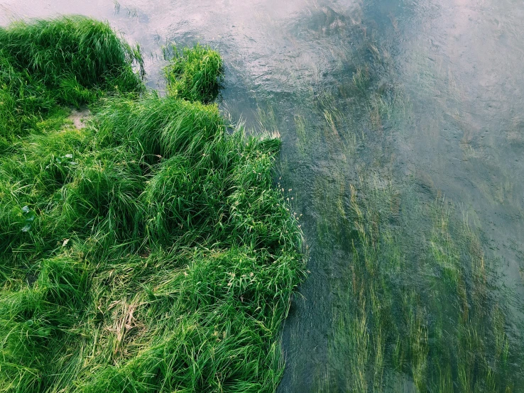 a grass plant sits next to a body of water